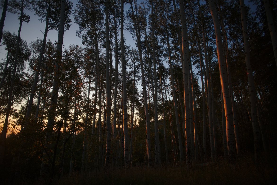 Aspen grove evening light photographed by luxagraf