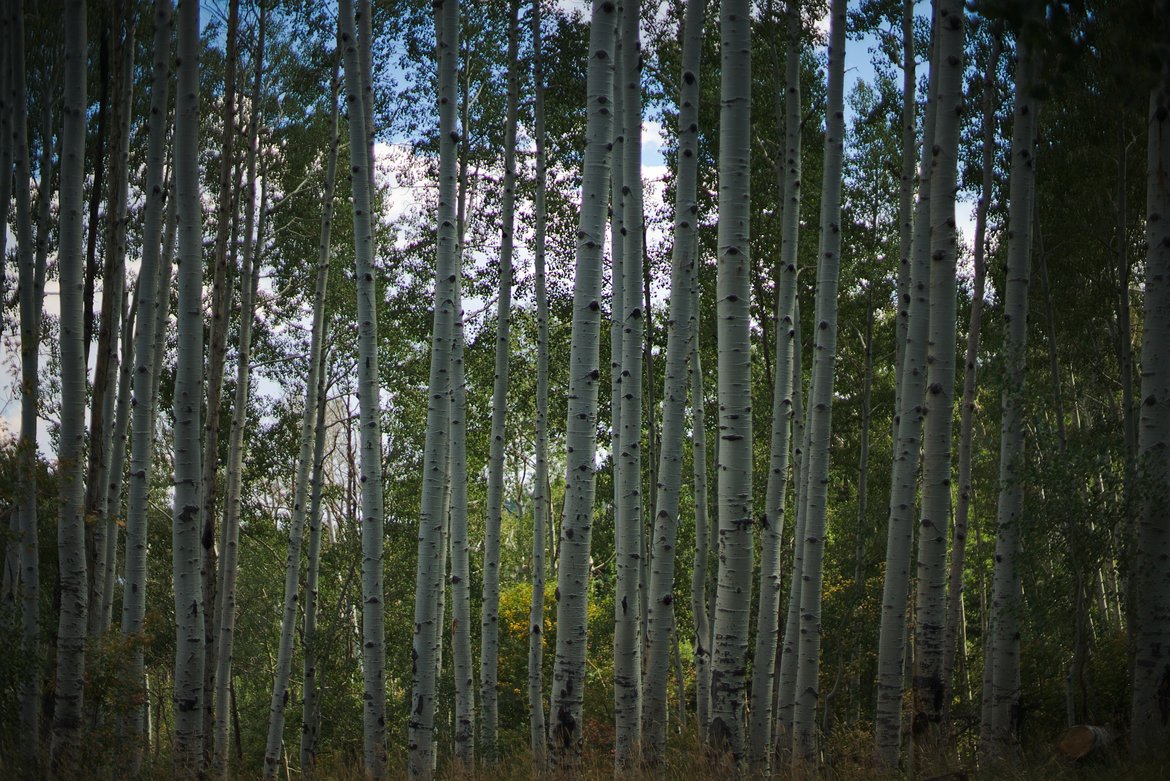 Aspen grove midday light photographed by luxagraf