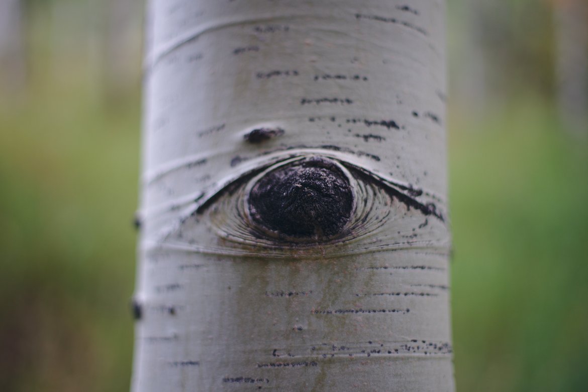 tree eye photographed by luxagraf