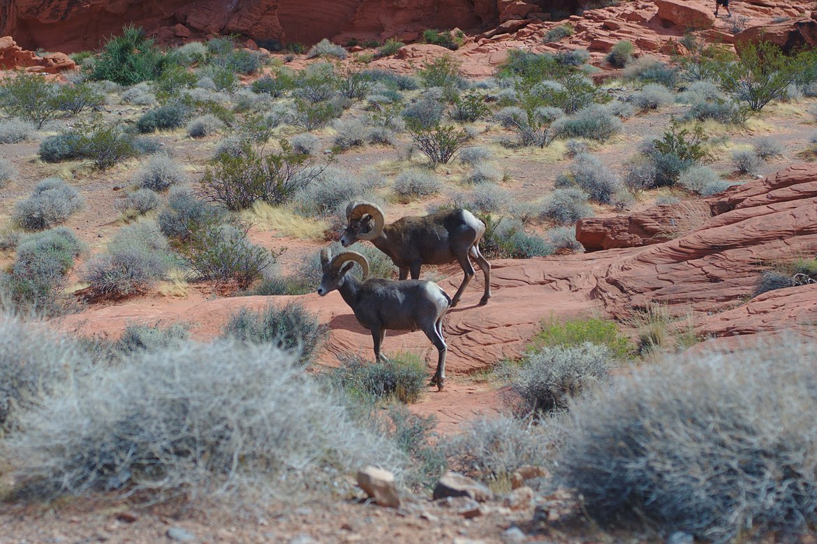 Desert Big Horn Sheep, Valley of Fire State Park photographed by luxagraf