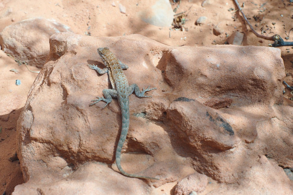 Lizard, Valley of Fire State Park photographed by luxagraf