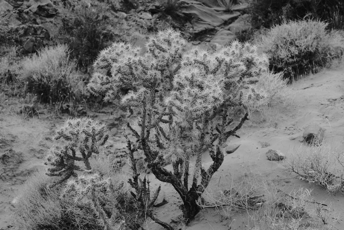 Cholla cactus, Valley of Fire photographed by luxagraf