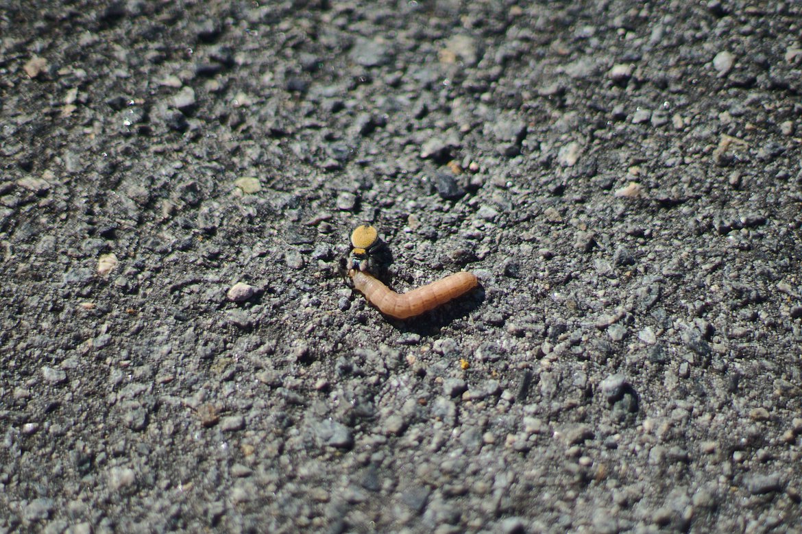 spider eating grub photographed by luxagraf