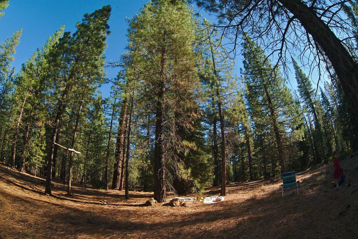 fisheye forest photographed by luxagraf