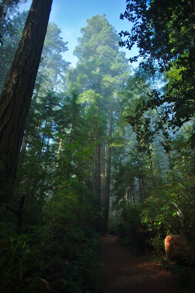 redwoods photographed by luxagraf