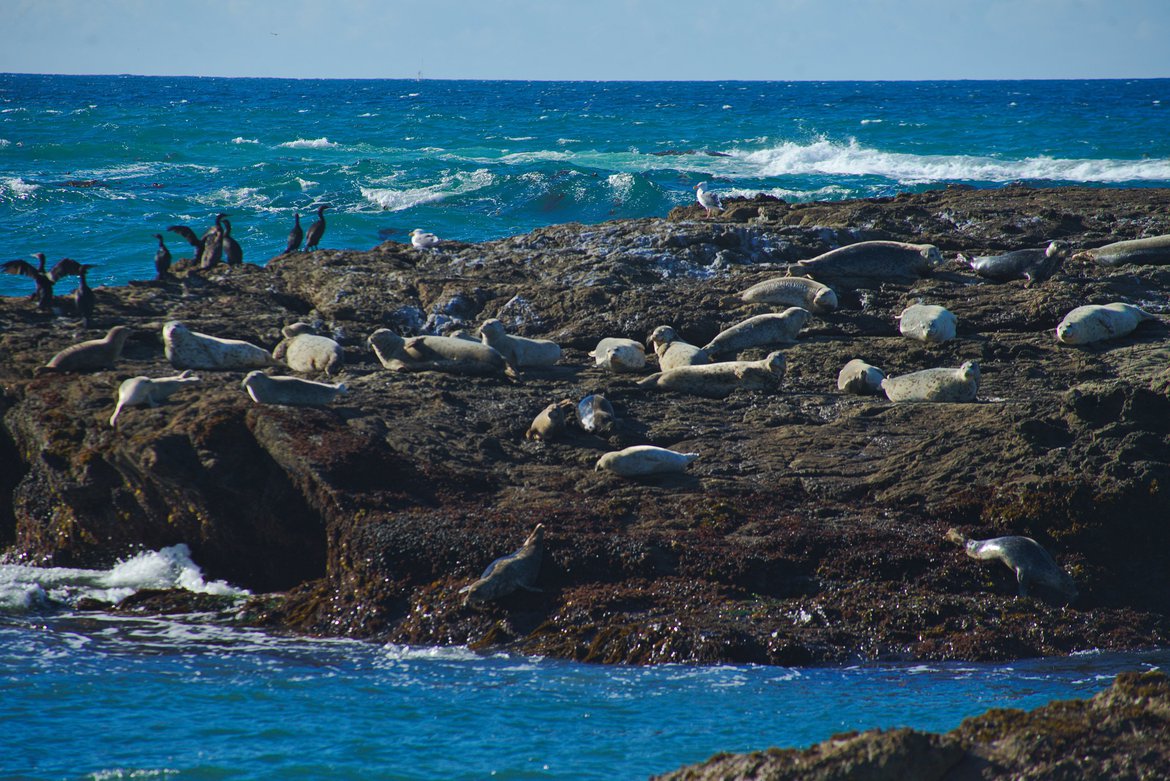 harbor seals photographed by luxagraf