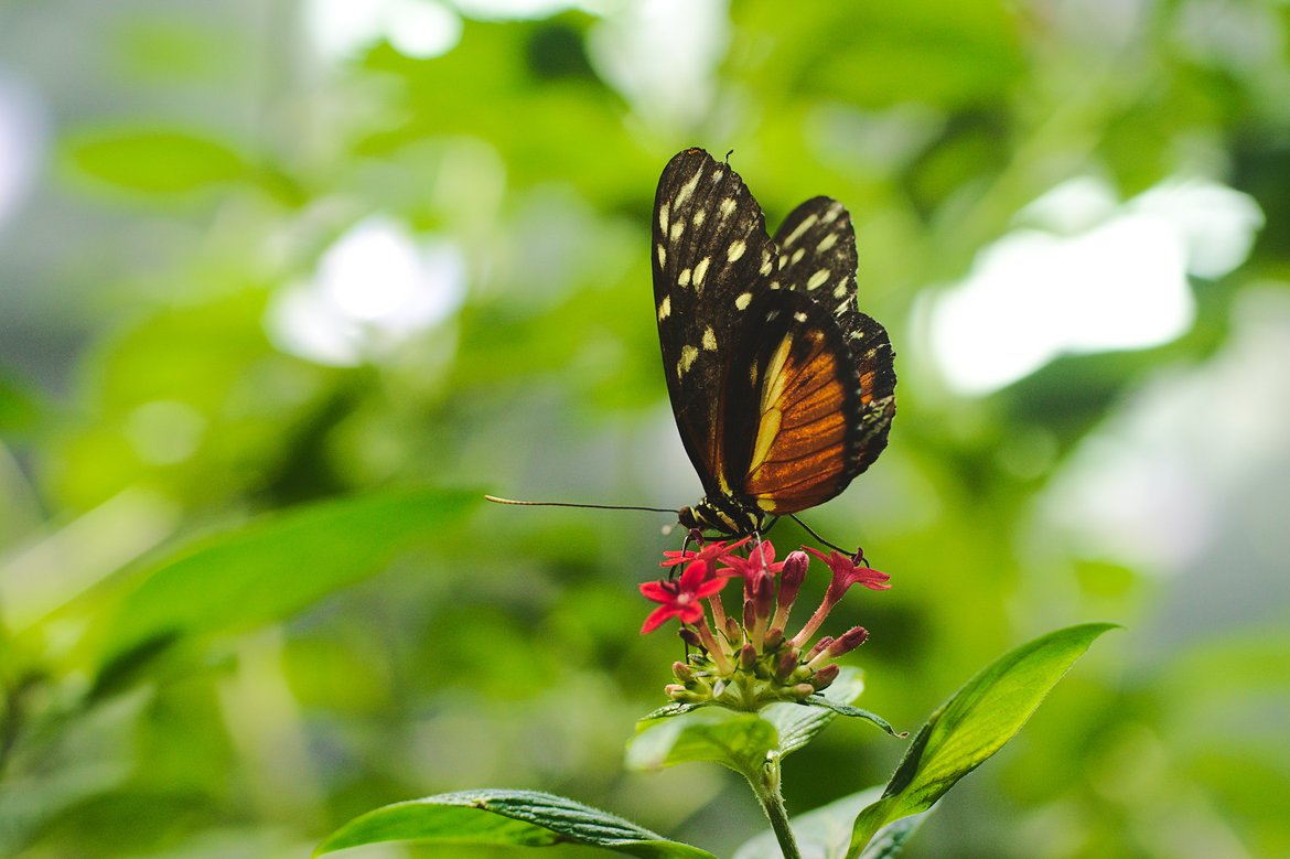 Butterfly Academy of Sciences, SF photographed by luxagraf