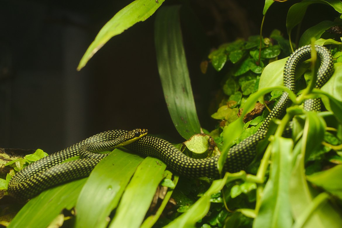 Snake, Academy of Sciences, SF photographed by luxagraf