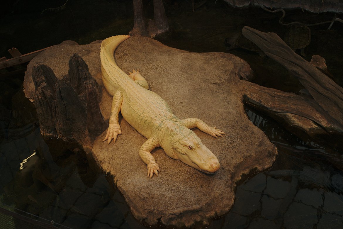 Albino Aligator, Academy of Sciences, SF photographed by luxagraf