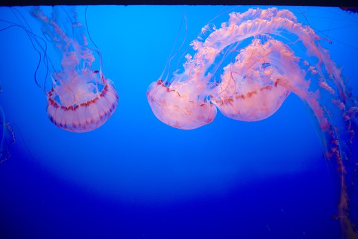 jellyfish photographed by luxagraf