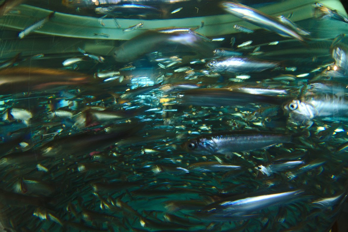 fish, monterey aquarium photographed by luxagraf