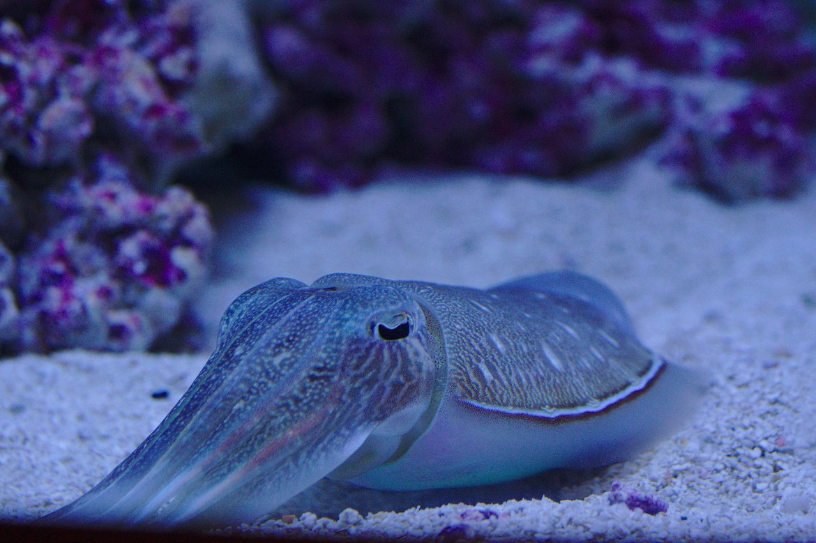 squid, monterey aquarium photographed by luxagraf