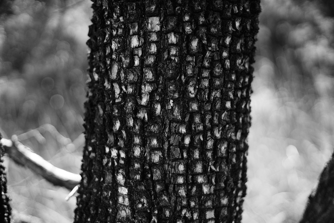 aligator juniper photographed by luxagraf
