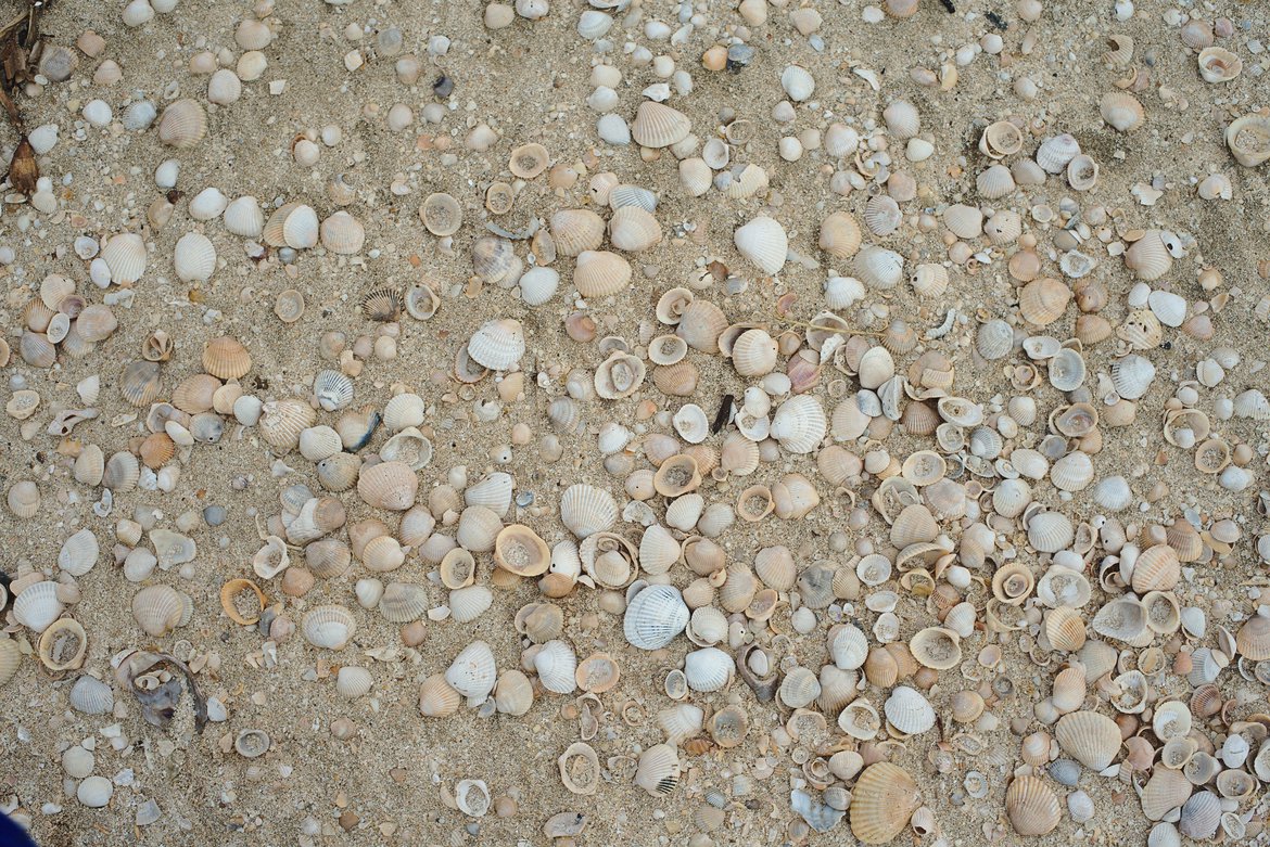 Shells of rutherford beach photographed by luxagraf