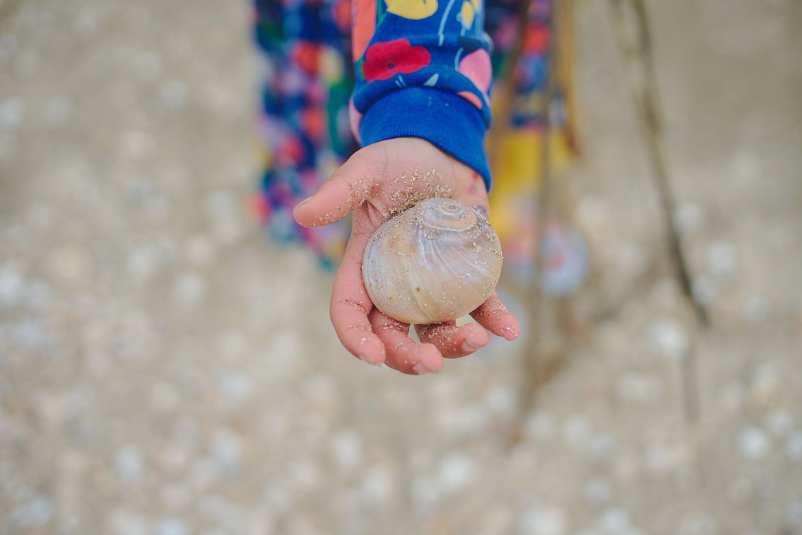 Shells of rutherford beach photographed by luxagraf