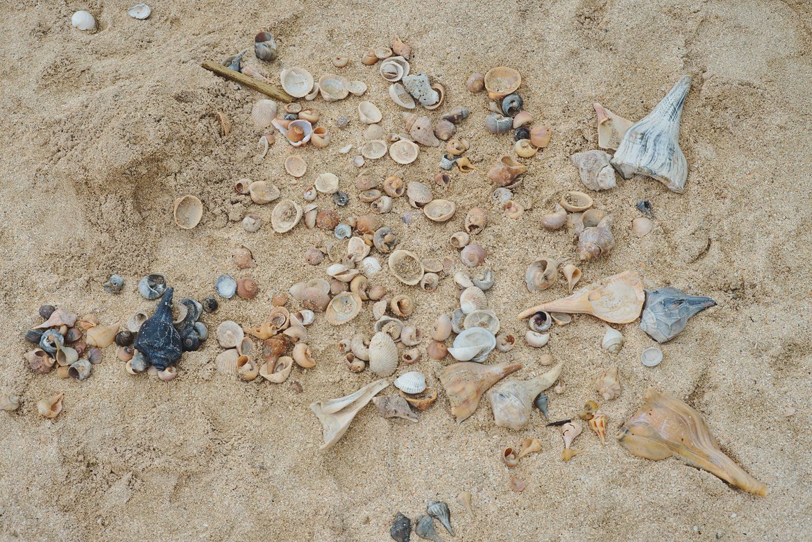 Shells of rutherford beach photographed by luxagraf