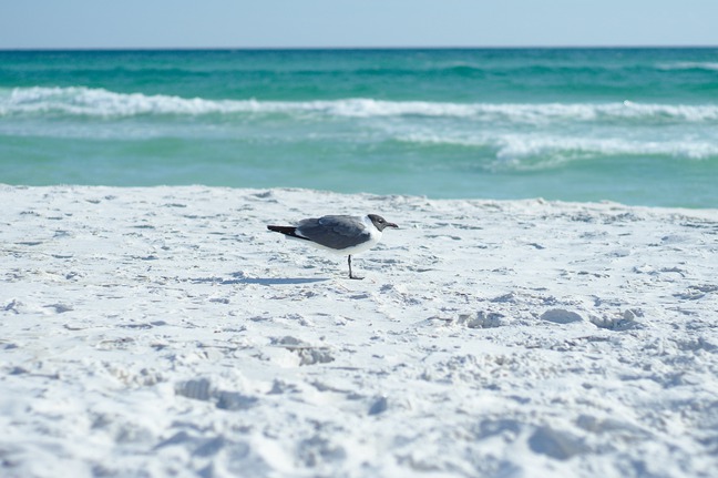 seagull, Topsail State Beach, Florida photographed by luxagraf