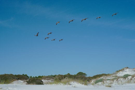 Pelicans, Topsail State Beach, Florida photographed by luxagraf