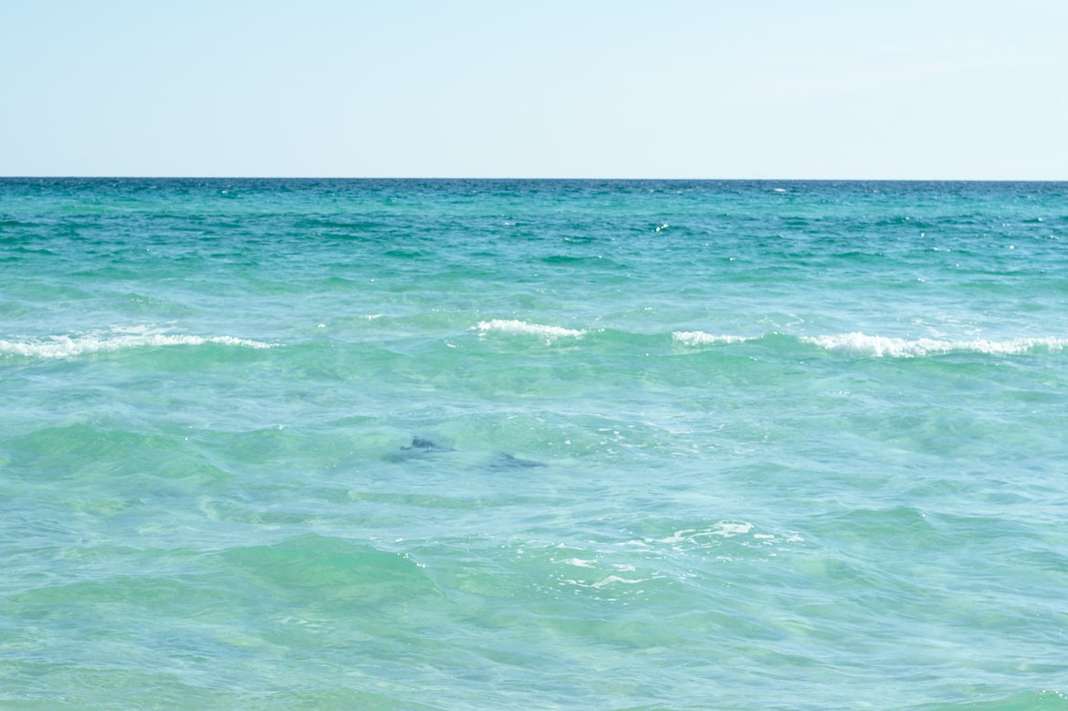 stingrays, grayton beach state park, florida photographed by luxagraf