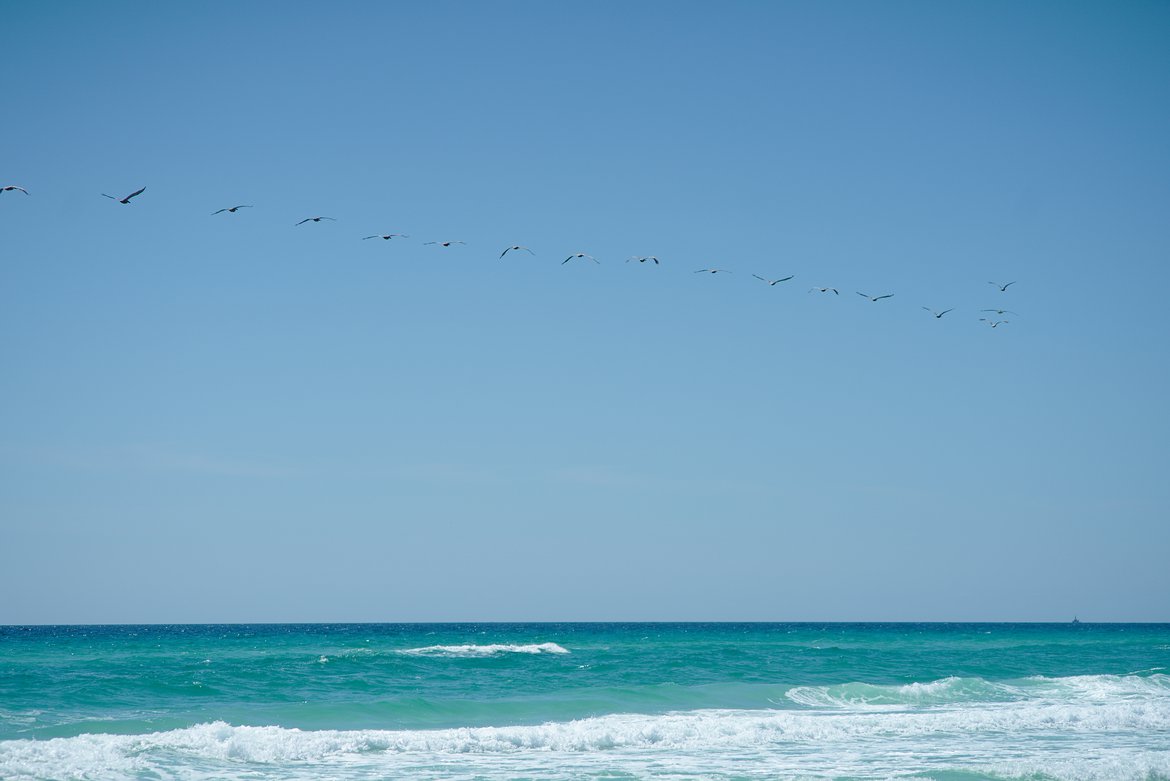 grayton beach state park, florida photographed by luxagraf