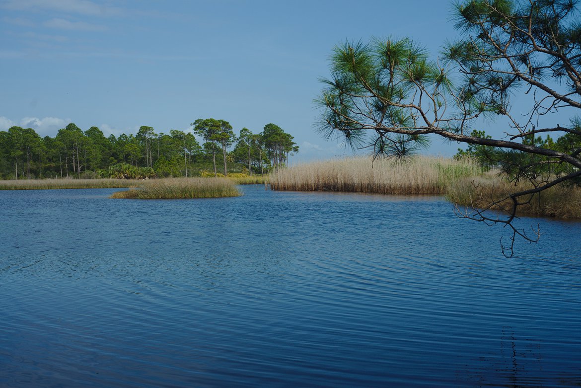 grayton beach state park, florida photographed by luxagraf