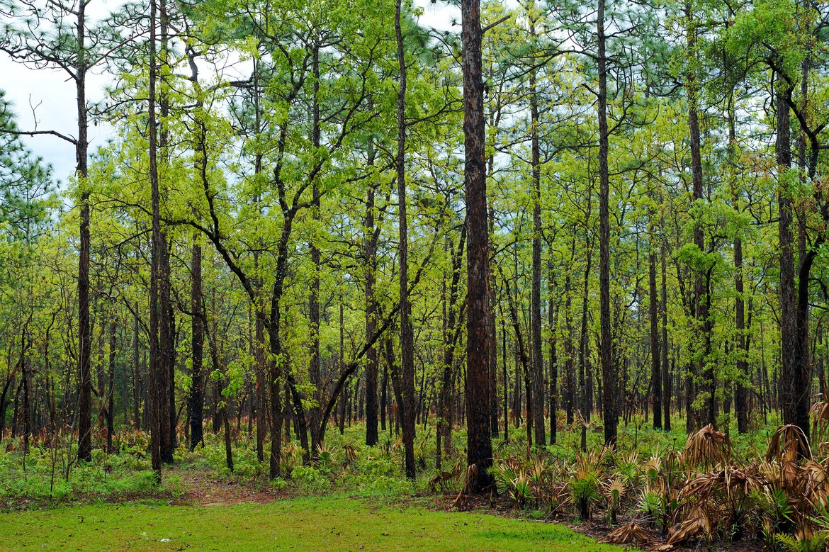 Camel Lake, Apalachicola National Forest photographed by luxagraf