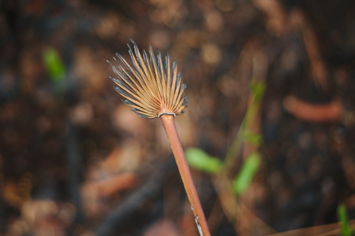 Camel Lake, Apalachicola National Forest photographed by Scott Gilbertson