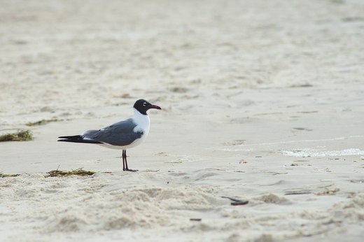 Laughing Gull, St George Island, FL photographed by luxagraf