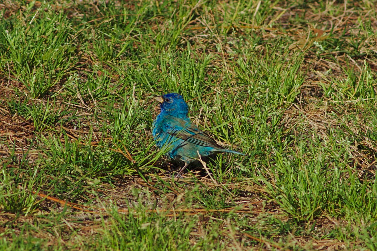 Indigo bunting, St George Island, FL photographed by luxagraf