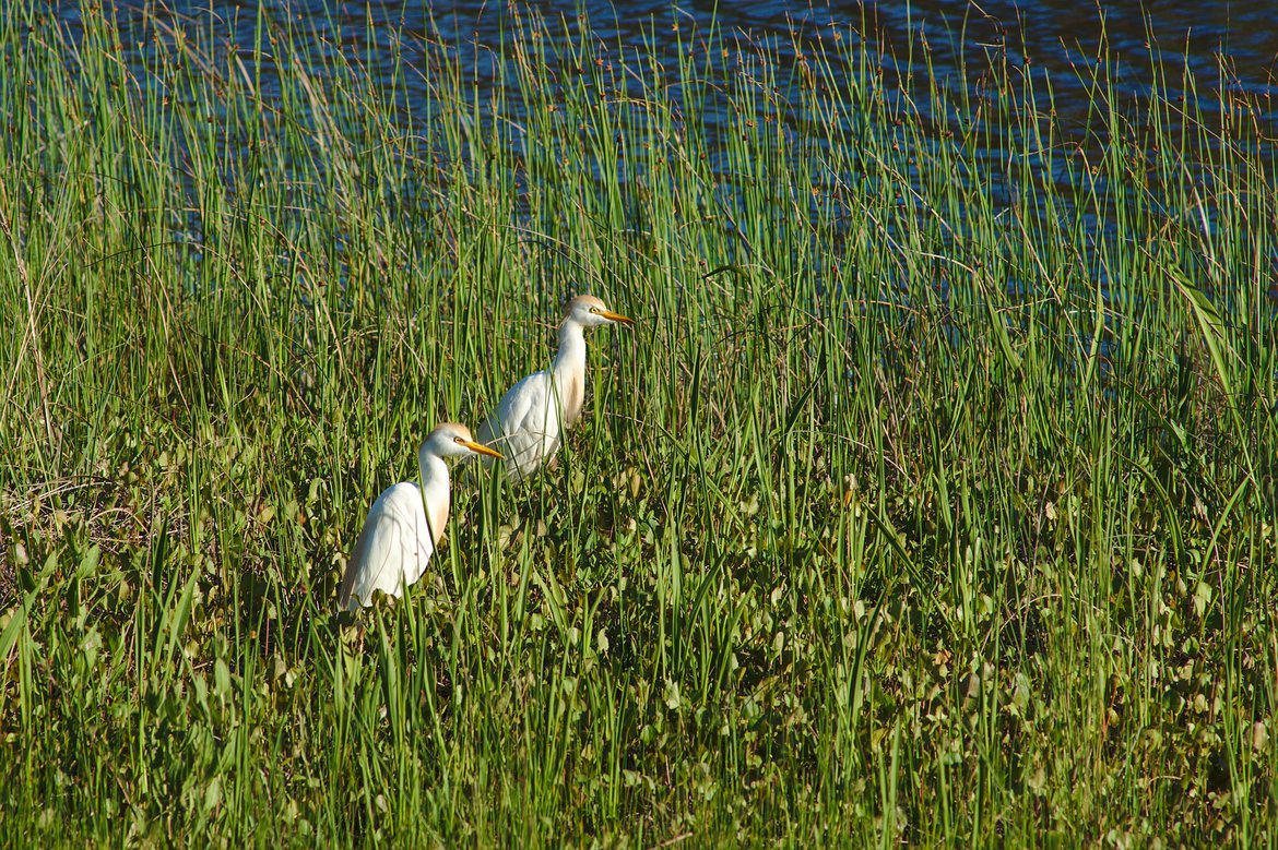 cattle egret, st george st park, fl photographed by luxagraf