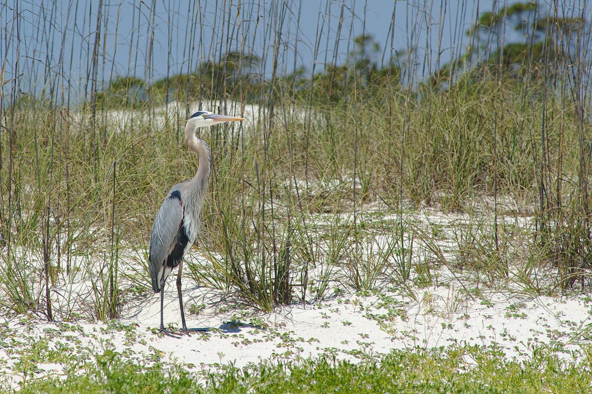 Great Blue Heron, St George state park, fl photographed by luxagraf