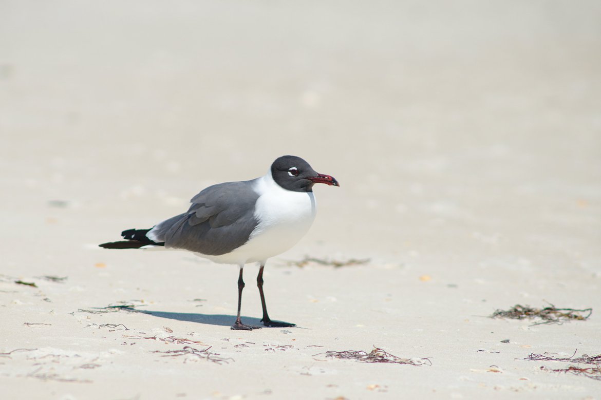 Laughing Gull, St George Island State Park, FL photographed by luxagraf