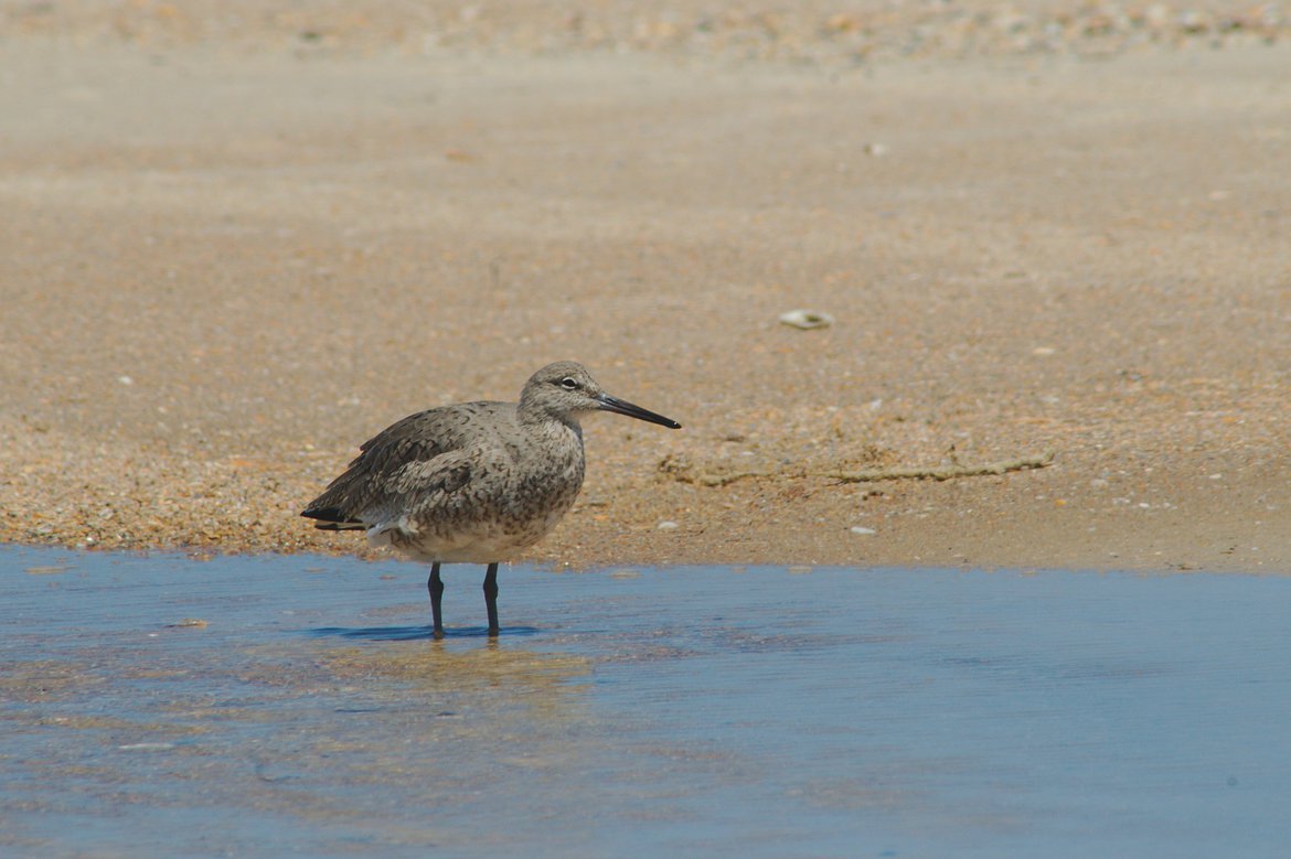 willet, st george st park, fl photographed by luxagraf