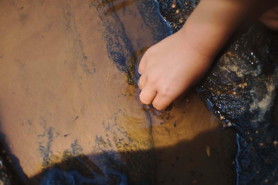 tadpoles, Athens, GA photographed by luxagraf