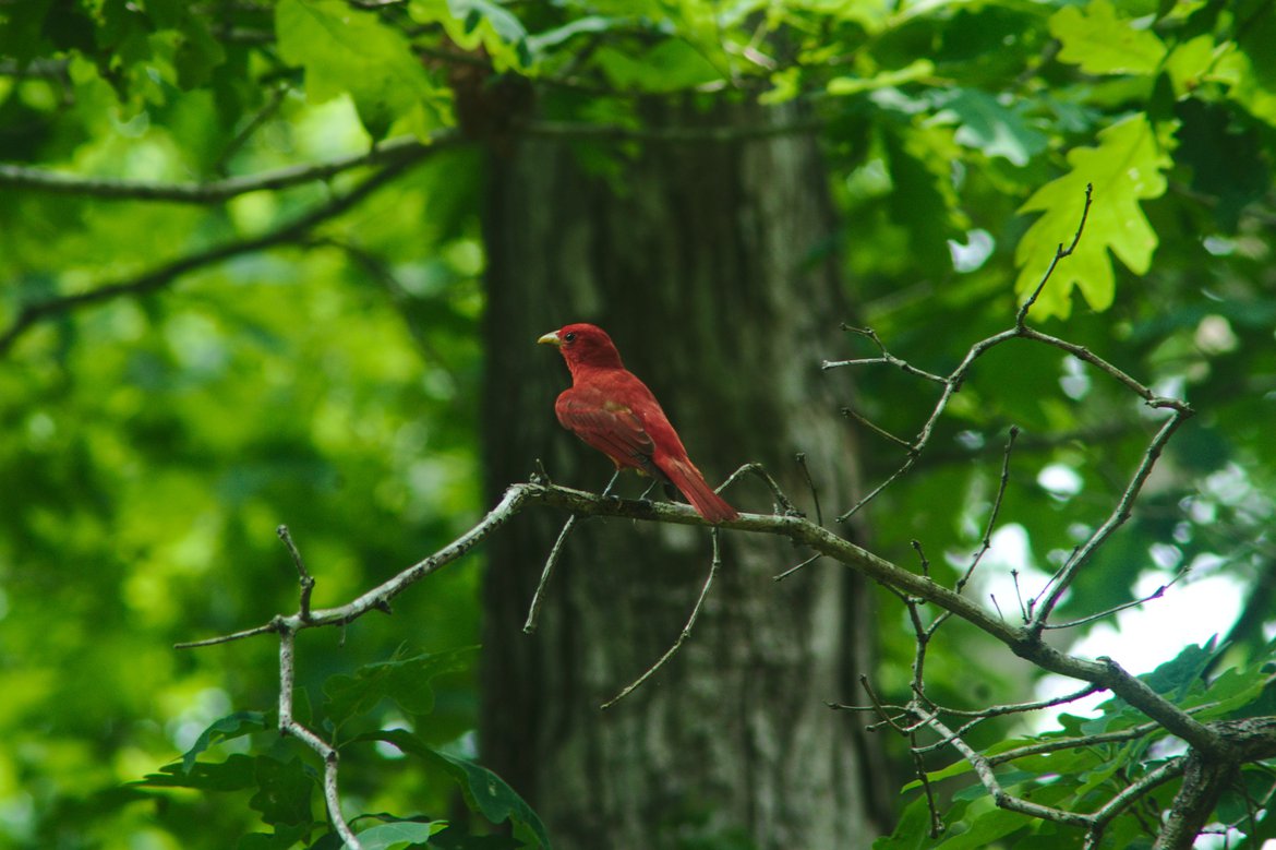 Summer Tanager, meriwether lewis campground photographed by luxagraf