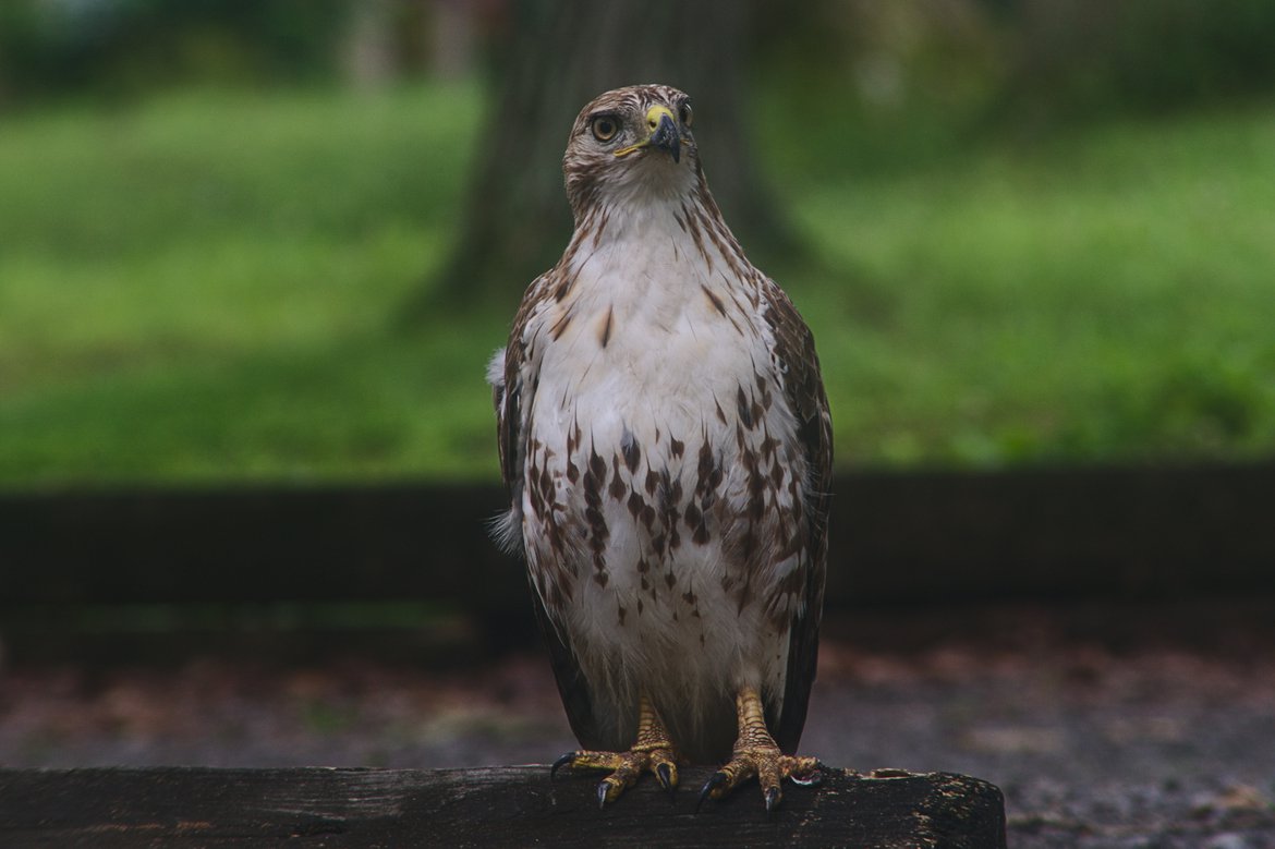 Hawk, Land Between the Lakes, TN photographed by luxagraf