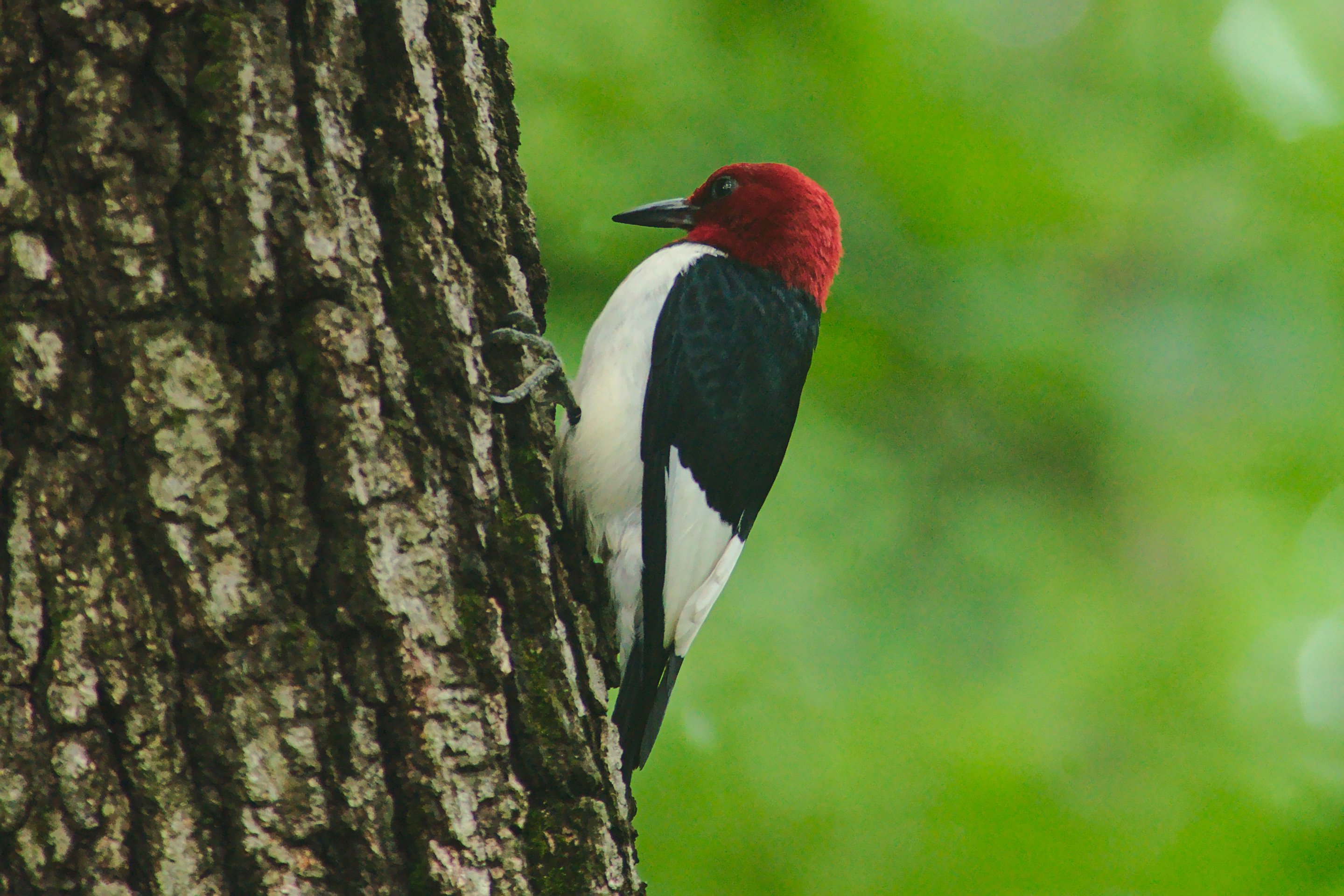 Red Headed Woodpecker, IL photographed by luxagraf