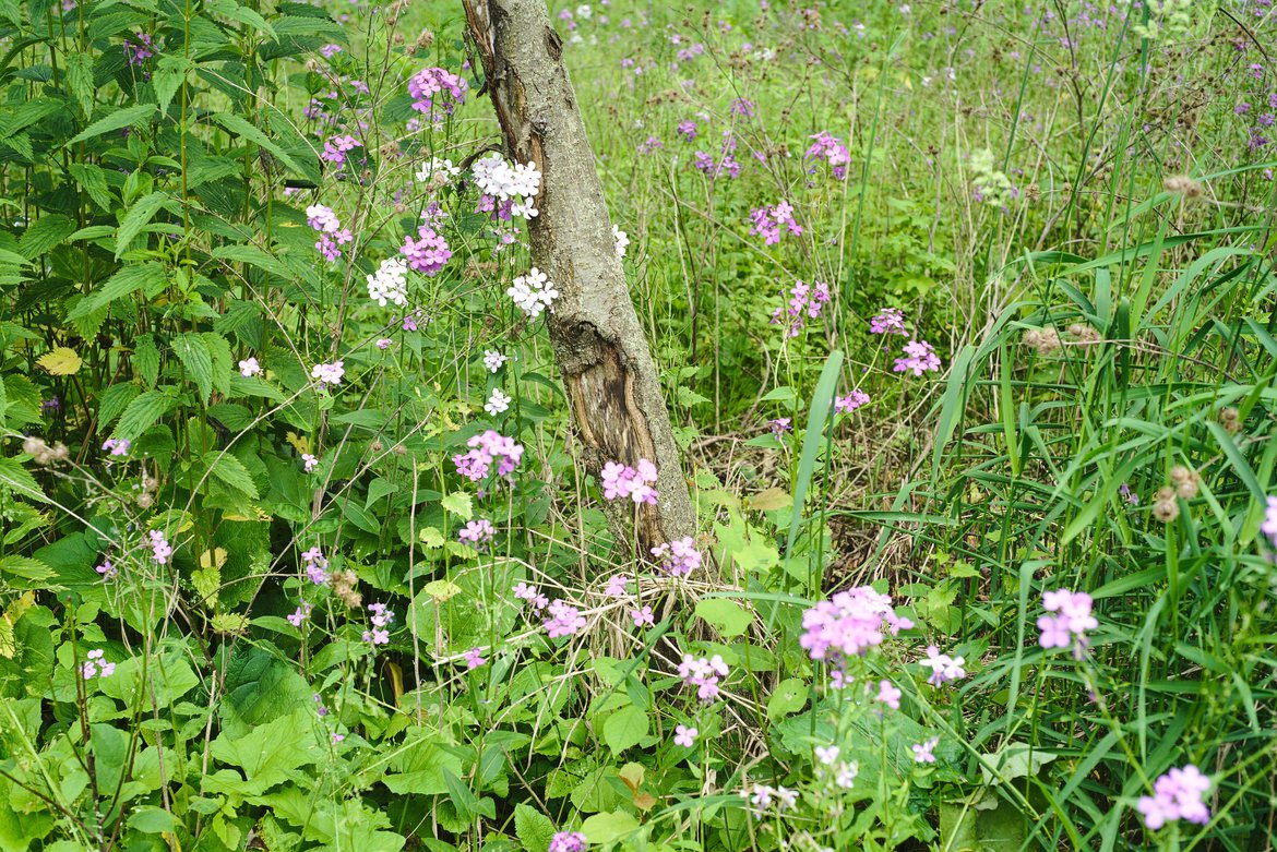 Wildflowers, Harrington Beach State Park, WI photographed by luxagraf