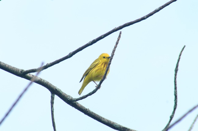 Yellow Warbler, Harrington Beach State Park, WI photographed by luxagraf