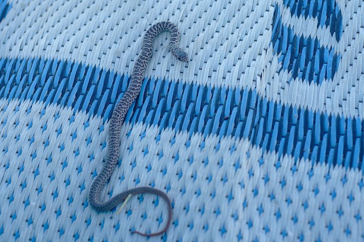 snake, buffalo gap, near Wall, SD photographed by luxagraf