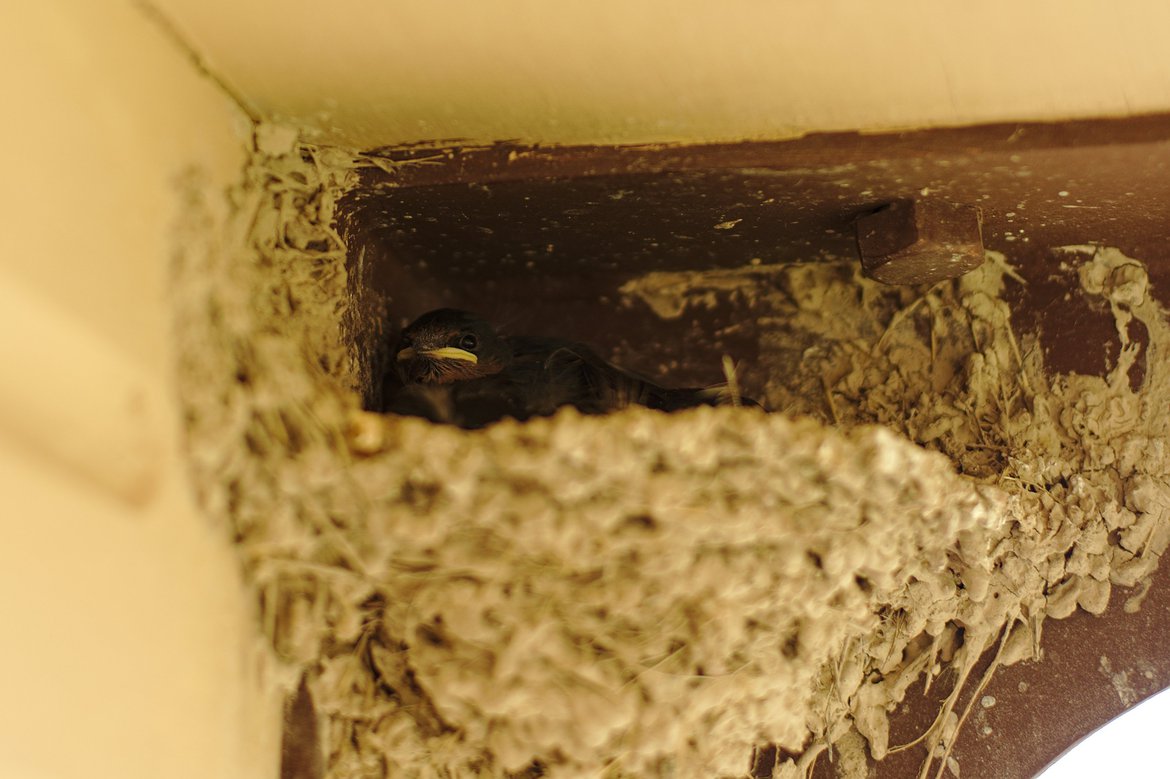 baby cliff swallow, badlands, np photographed by luxagraf