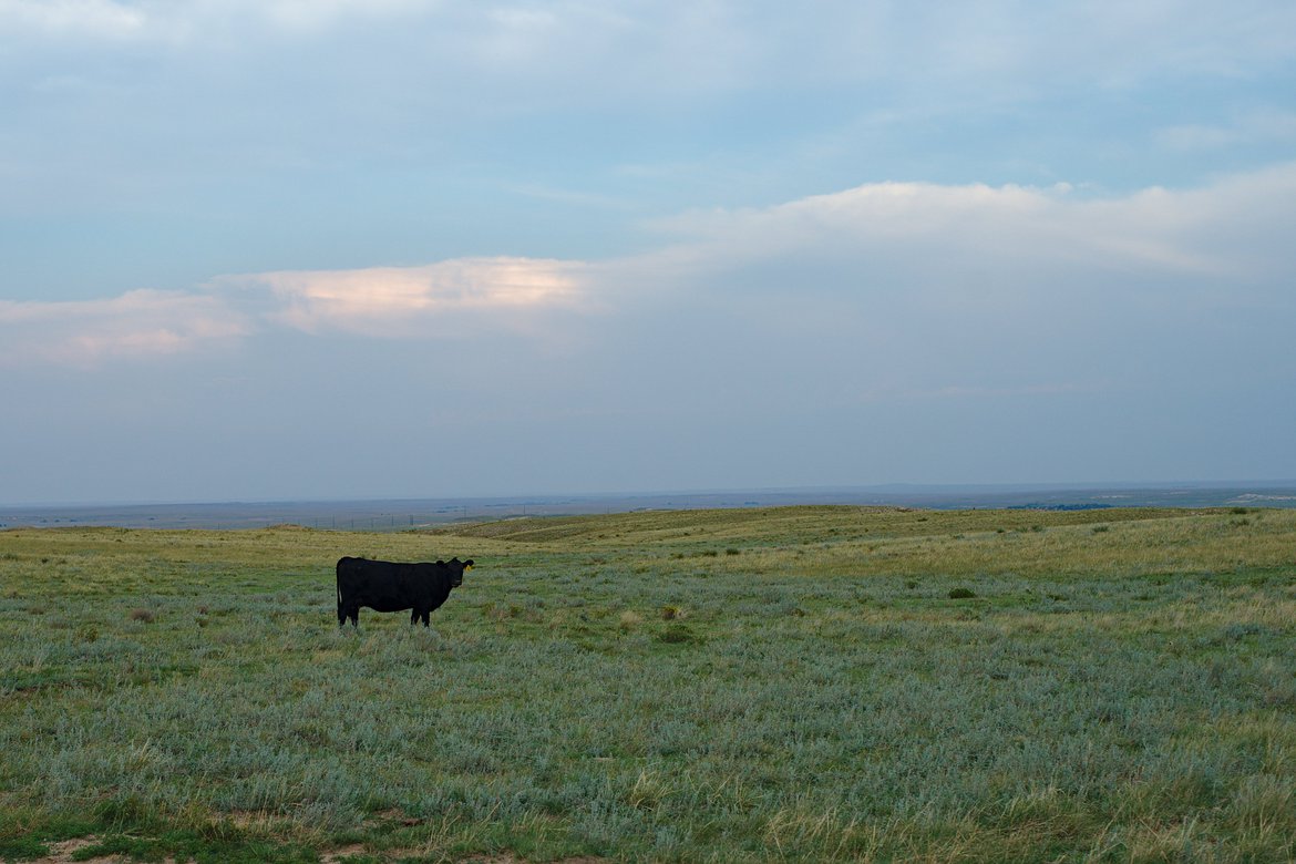 Cow, Pawnee Grasslands, Colorado photographed by luxagraf