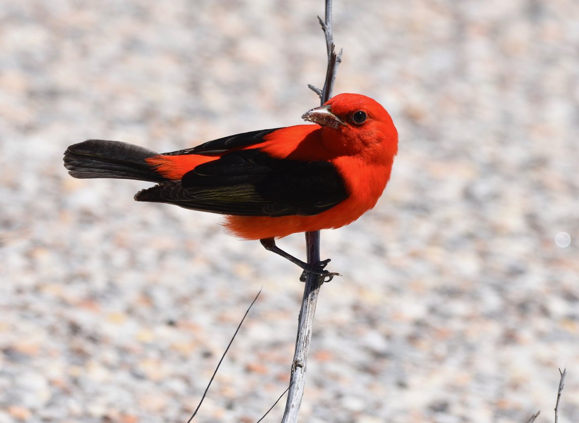 Scarlet Tanager photographed by Edlyn B, Flickr