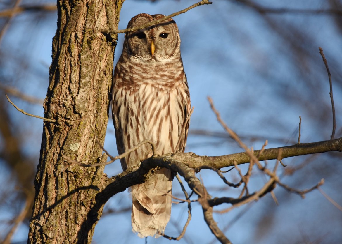 Barred owl photographed by Andy Reago & Chrissy McClarren, Flickr