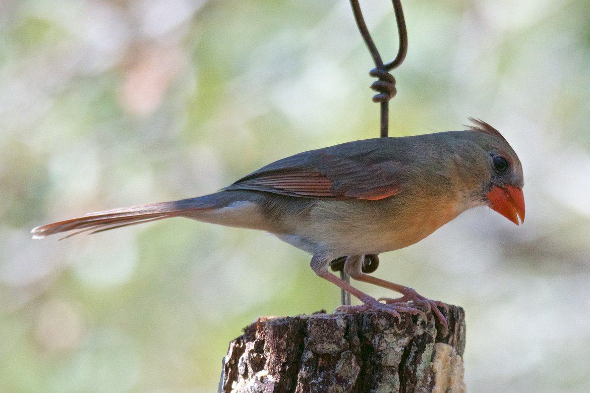 Female Northern Cardinal photographed by Brian Ralphs