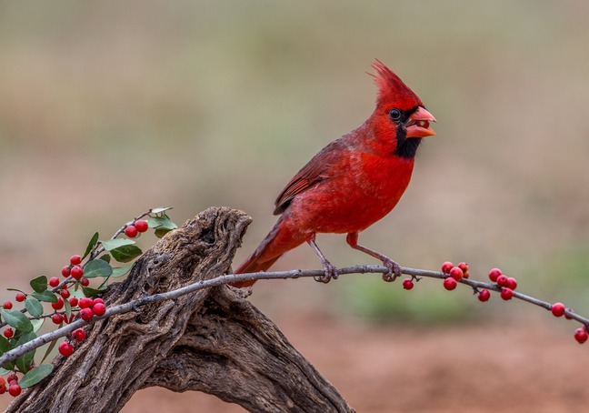 Male Northern Cardinal photographed by Andrew Morffew, Flickr