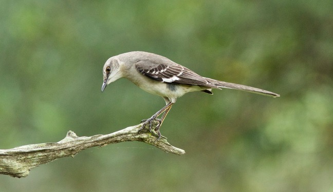 Northern Mockingbird photographed by lancerad2000, Flickr