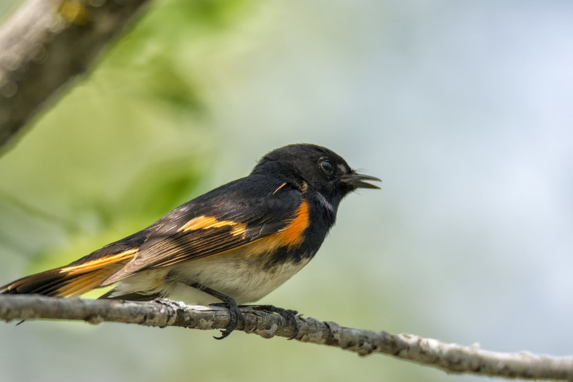 american redstart photographed by André Chivinski