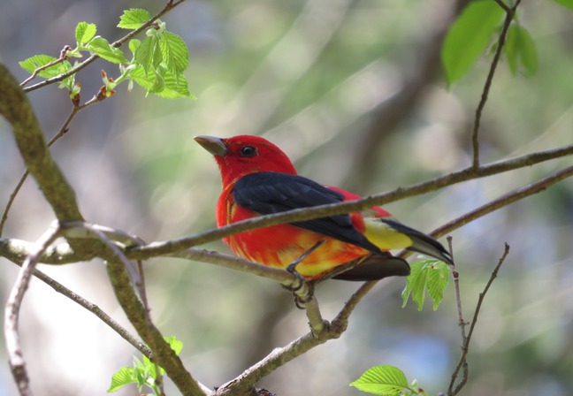 Scarlet Tanager photographed by Brian Wulker, Flickr