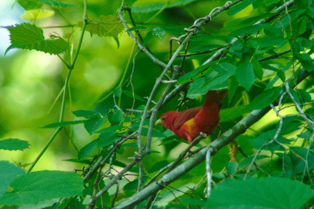 Summer Tanager photographed by luxagraf